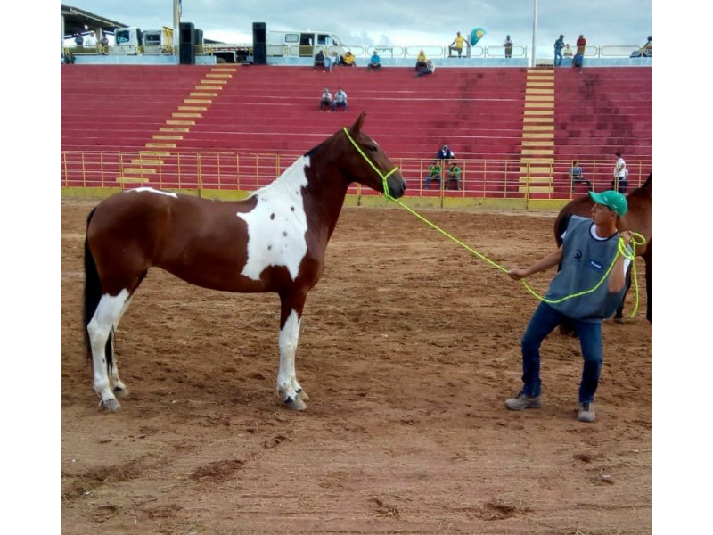 VENDA DE POTROS MANGALARGA MARCHADOR EM VITÓRIA