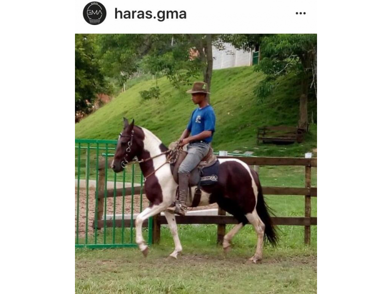 VENDA DE POTROS MANGALARGA MARCHADOR EM VITÓRIA
