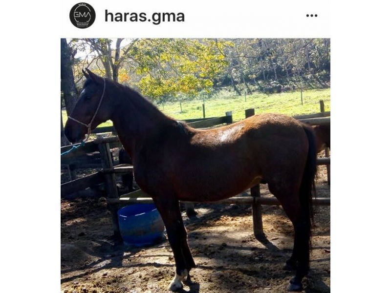 VENDA DE POTROS MANGALARGA MARCHADOR EM VITÓRIA