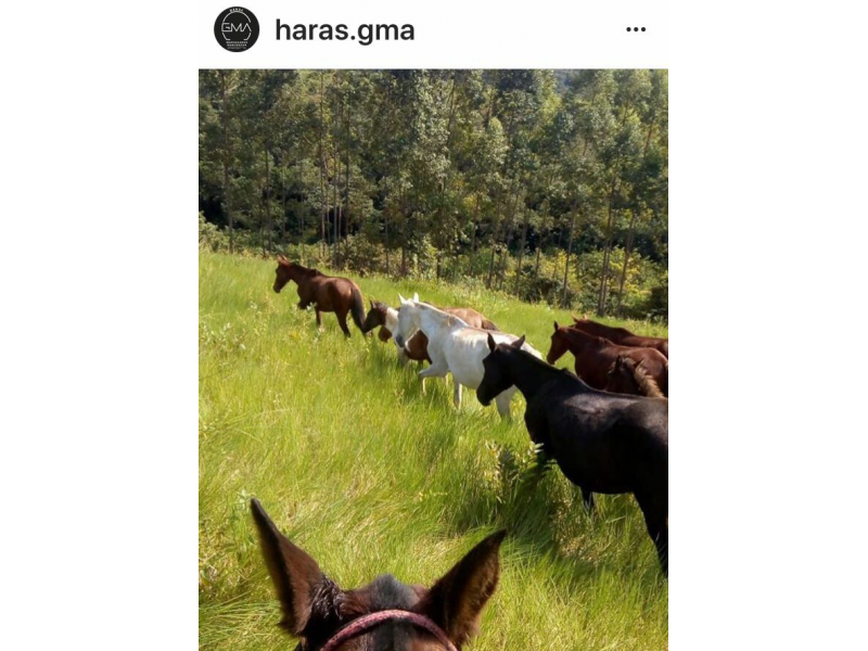 VENDA DE POTROS MANGALARGA MARCHADOR EM VITÓRIA