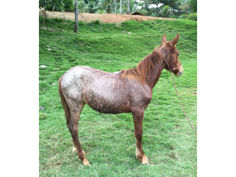 VENDA DE POTROS MANGALARGA MARCHADOR EM VITÓRIA