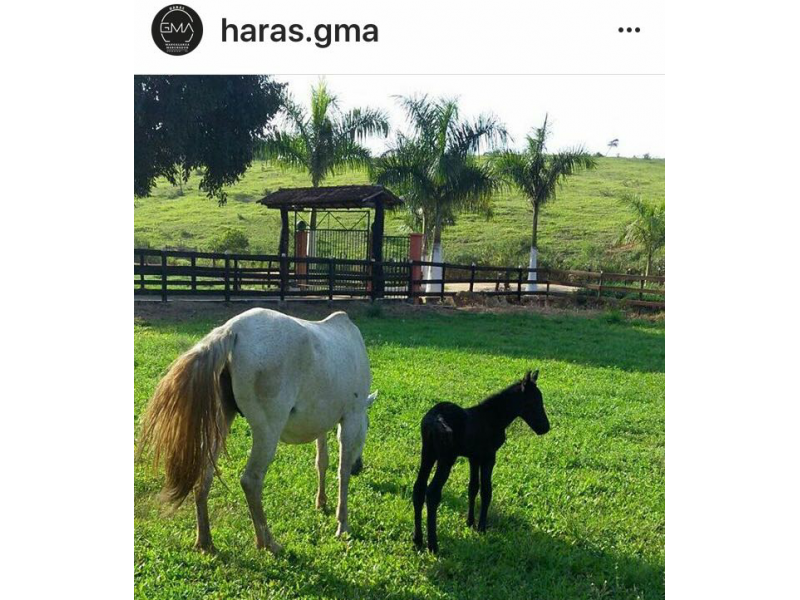 VENDA DE POTROS MANGALARGA MARCHADOR EM VITÓRIA