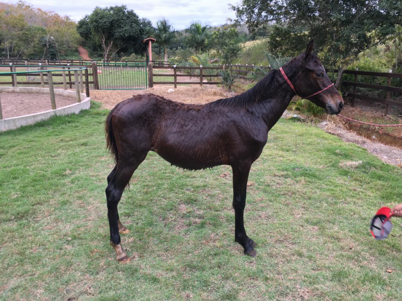 VENDA DE POTROS MANGALARGA MARCHADOR EM VITÓRIA