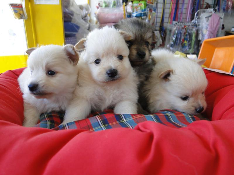 BANHO E TOSA EM CAMPOS DOS GOYTACAZES RJ