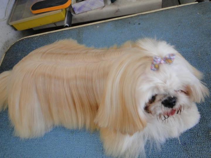 BANHO E TOSA EM CAMPOS DOS GOYTACAZES RJ