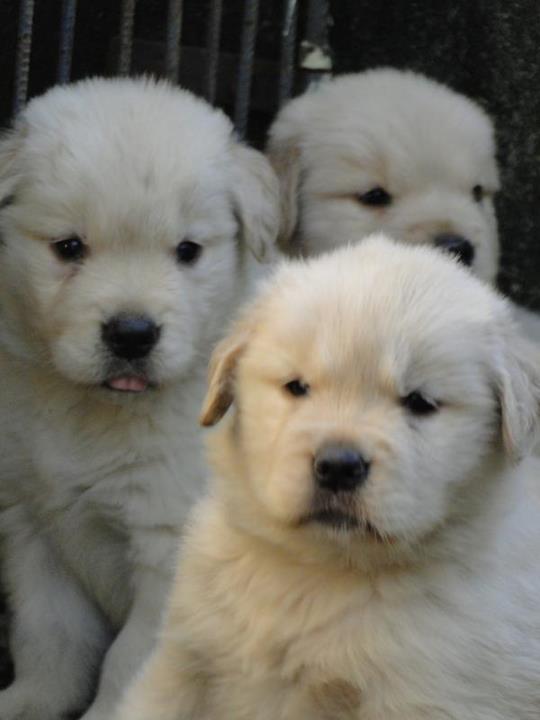BANHO E TOSA EM CAMPOS DOS GOYTACAZES RJ