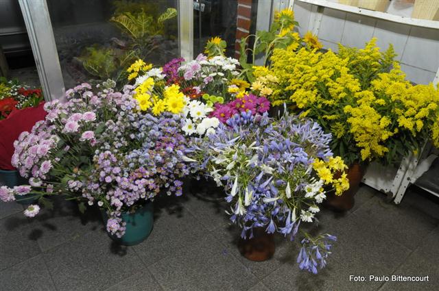 FLORICULTURA EM SÃO FIDÉLIS - FLORICULTURA IGUALDADE - RJ