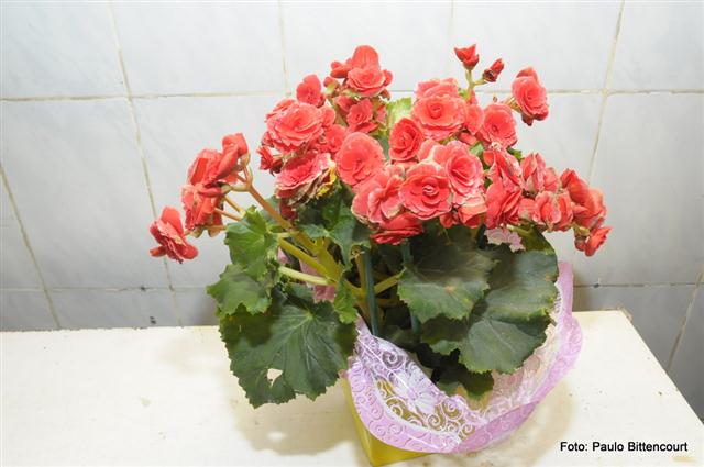 FLORICULTURA EM SÃO FIDÉLIS - FLORICULTURA IGUALDADE - RJ