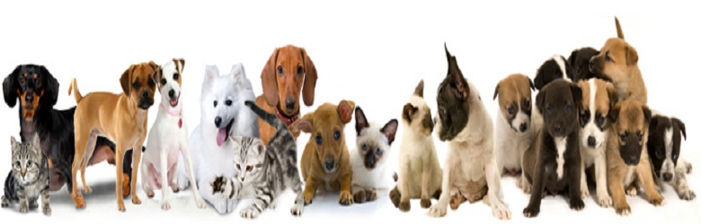 PET SHOP EM TERESOPOLIS - STOP DOG - RJ