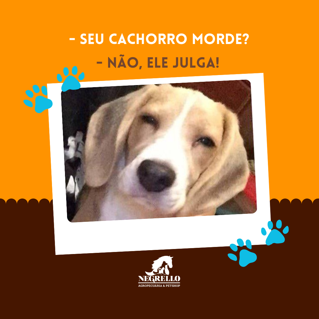Pet Shop em Porto Alegre na Zona Oeste em Floresta - RS