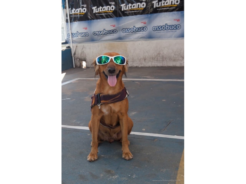PET SHOP EM OLARIA RIO DE JANEIRO - RJ