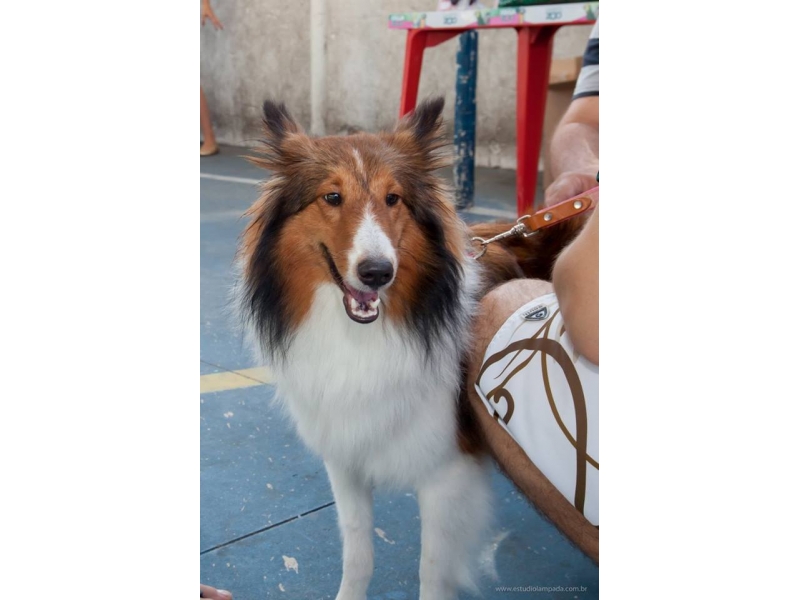 PET SHOP EM OLARIA RIO DE JANEIRO - RJ