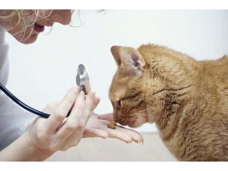 PET SHOP EM OLARIA RIO DE JANEIRO - RJ