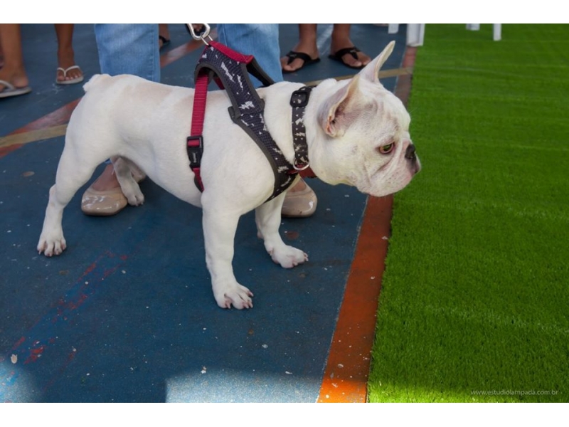 PET SHOP EM OLARIA RIO DE JANEIRO - RJ