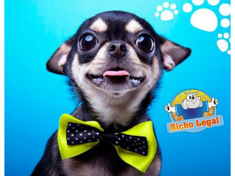 PET SHOP EM OLARIA RIO DE JANEIRO - RJ