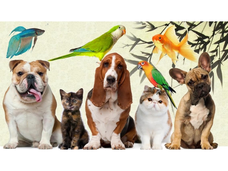 PET SHOP EM OLARIA RIO DE JANEIRO - RJ