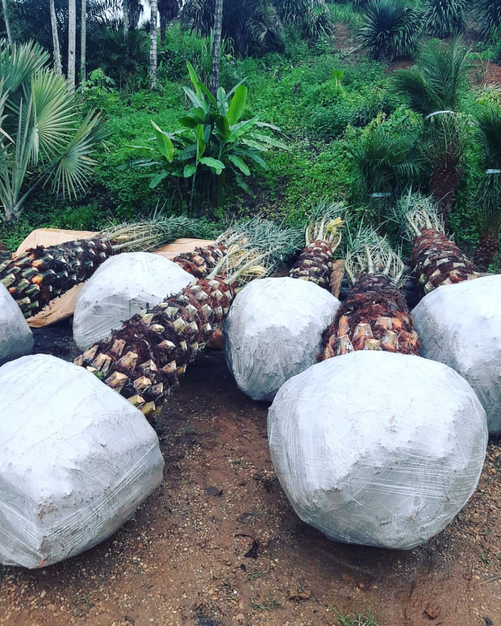 VENDA DE PALMEIRAS ADULTAS EM JARDIM EUROPA - SP