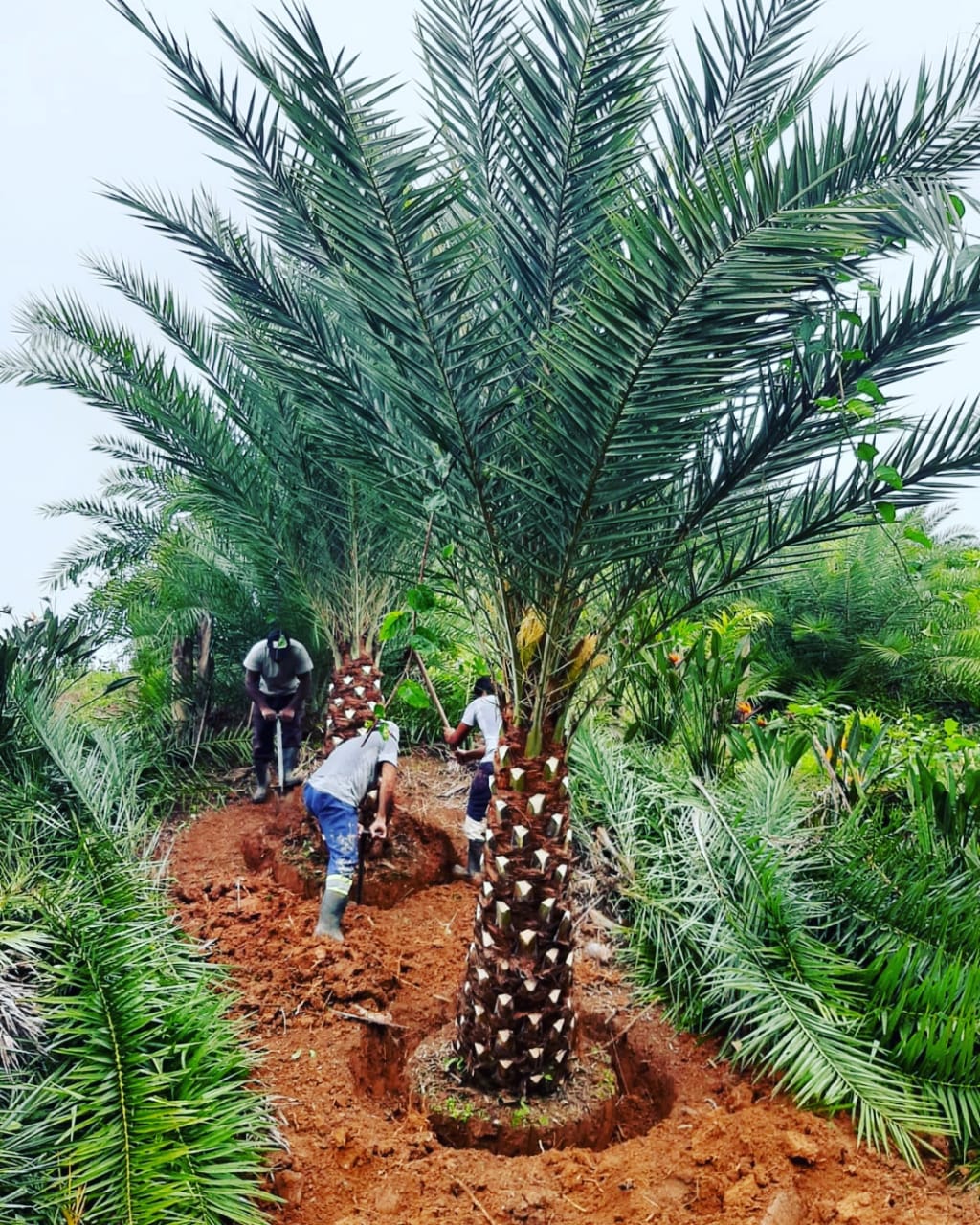 VENDA DE PALMEIRAS ADULTAS EM JARDIM EUROPA - SP