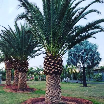 VENDA DE PALMEIRAS ADULTAS EM JARDIM EUROPA - SP