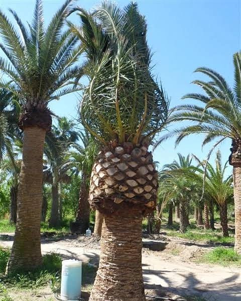 VENDA DE PALMEIRAS ADULTAS EM JARDIM EUROPA - SP