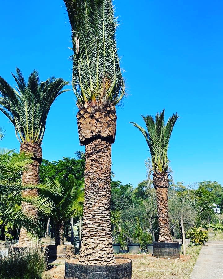 VENDA DE PALMEIRAS ADULTAS EM JARDIM EUROPA - SP