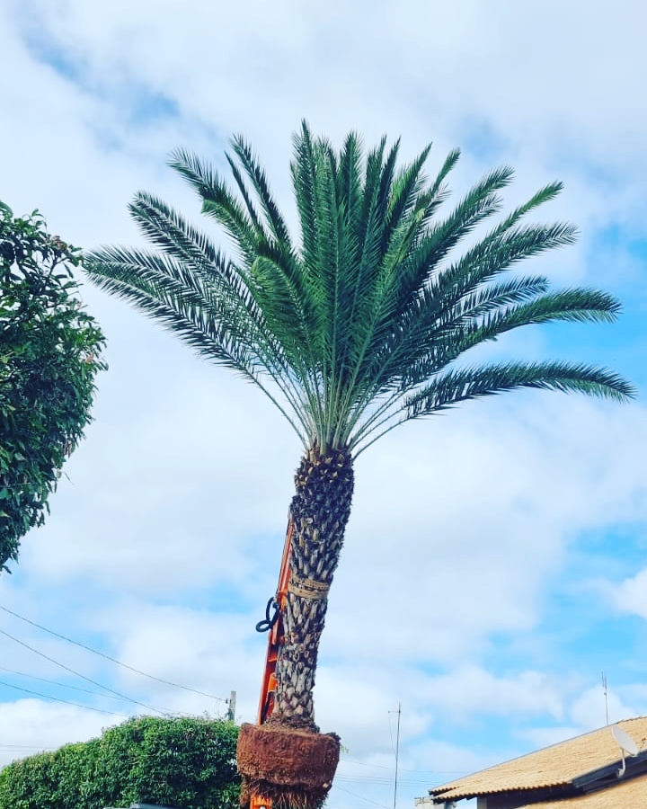 VENDA DE PALMEIRAS ADULTAS EM JARDIM EUROPA - SP