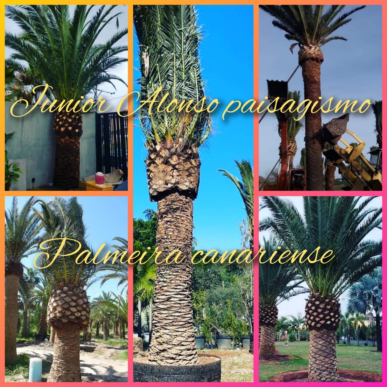 VENDA DE PALMEIRAS ADULTAS EM JARDIM EUROPA - SP