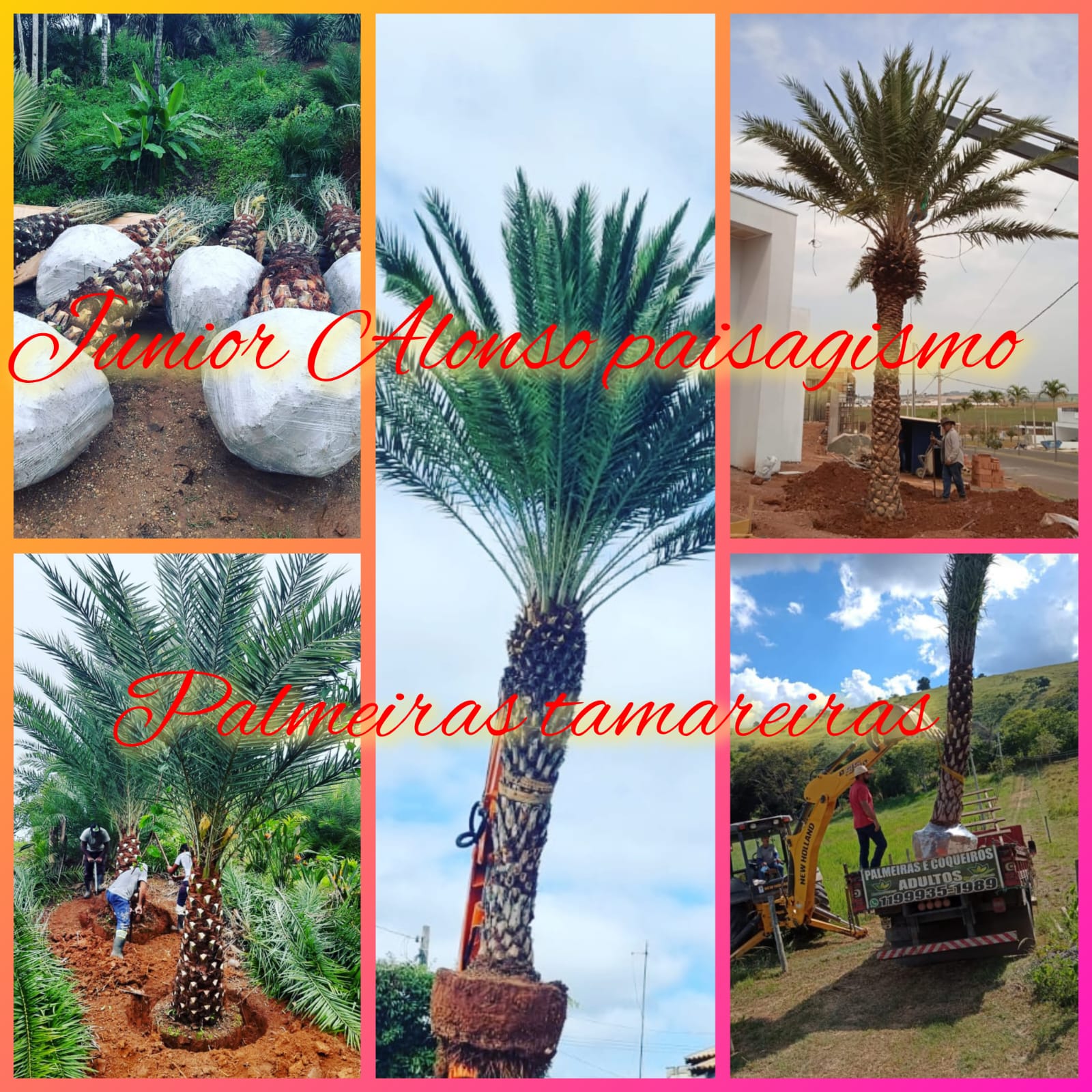 VENDA DE PALMEIRAS ADULTAS EM JARDIM EUROPA - SP