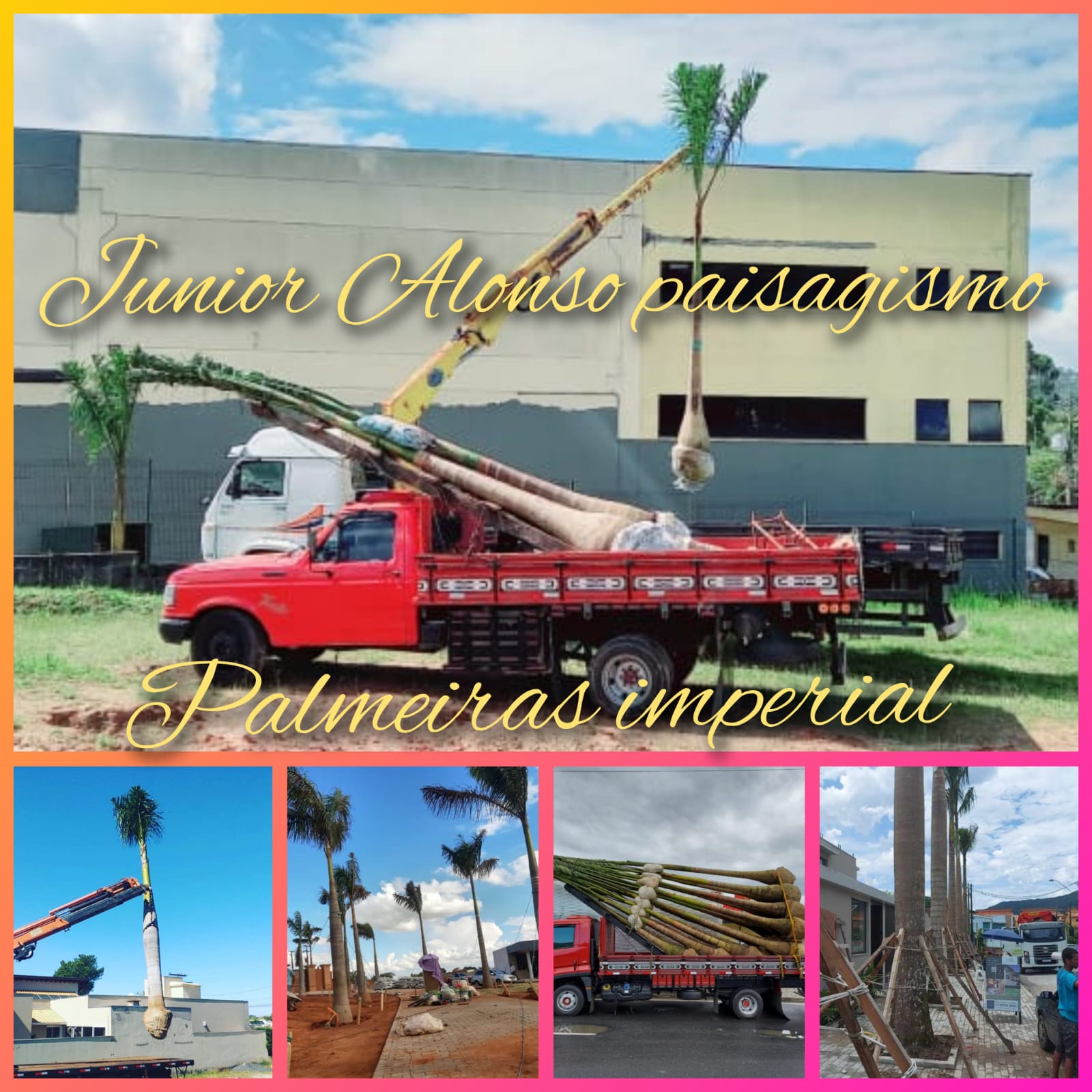 VENDA DE PALMEIRAS ADULTAS EM JARDIM EUROPA - SP