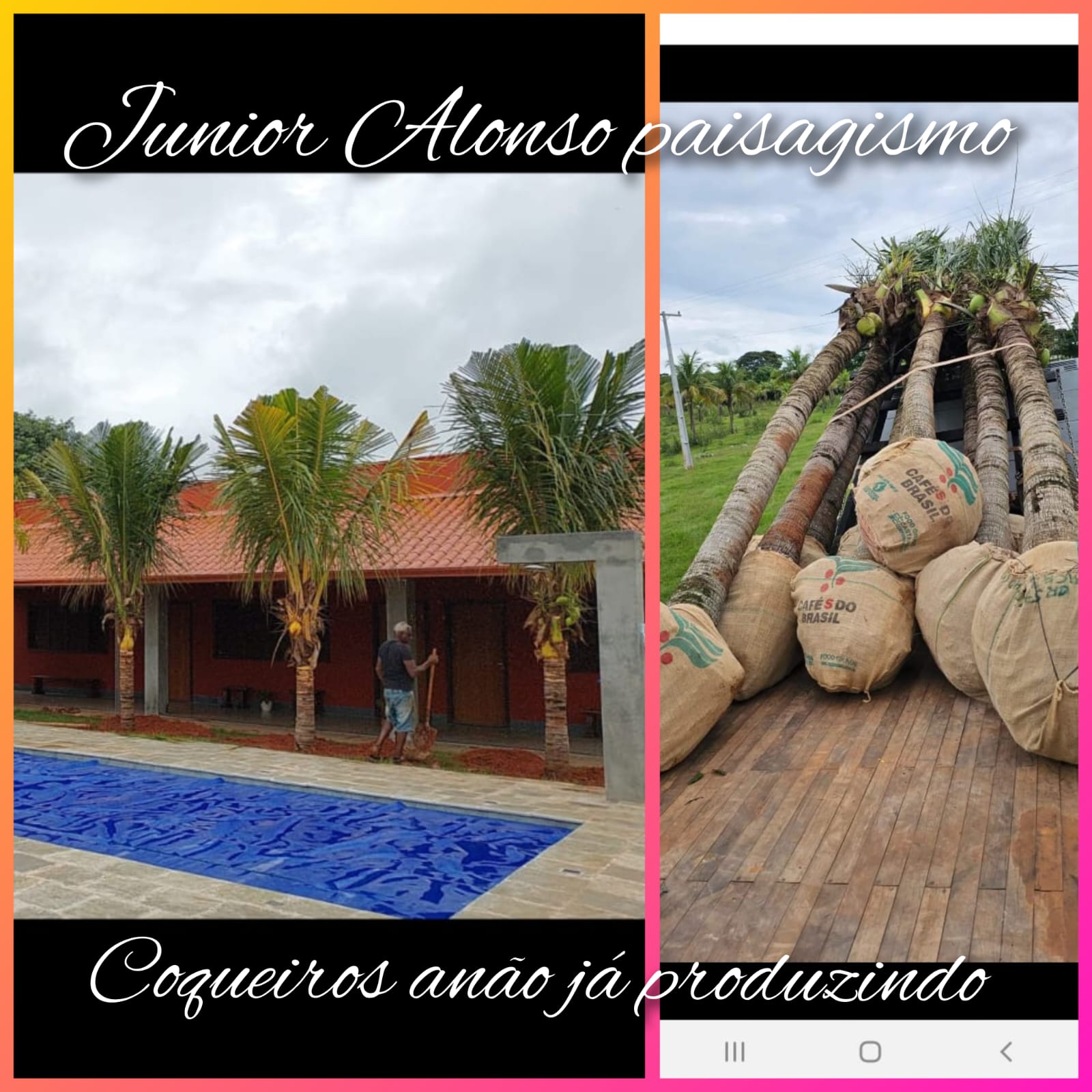 VENDA DE PALMEIRAS ADULTAS EM JARDIM EUROPA - SP