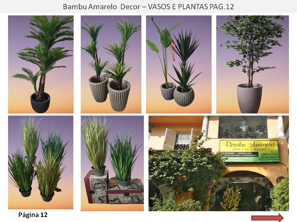 Bambu Amarelo Decorações Paisagismo Jardins e Decorações de Ambientes