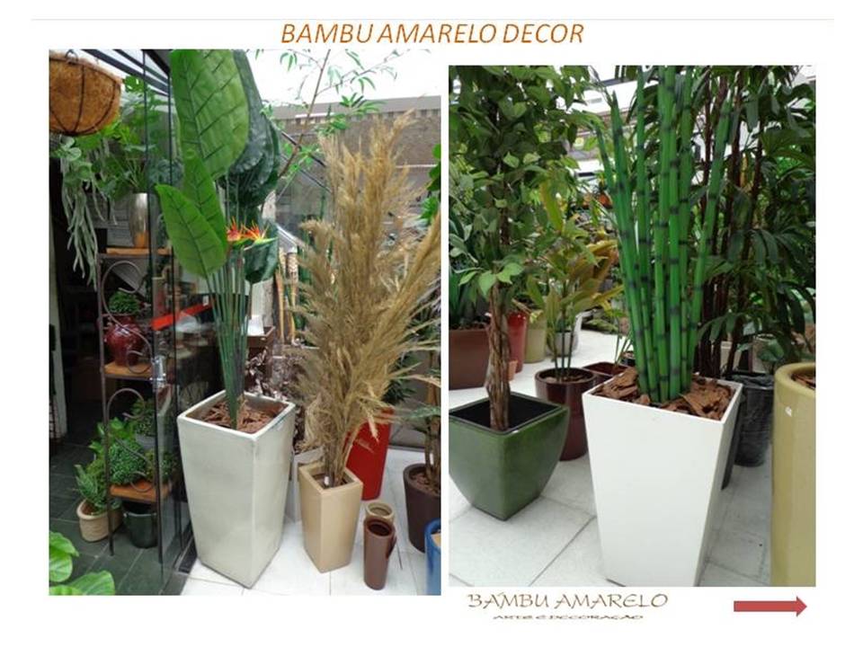 Bambu Amarelo Decorações Paisagismo Jardins e Decorações de Ambientes