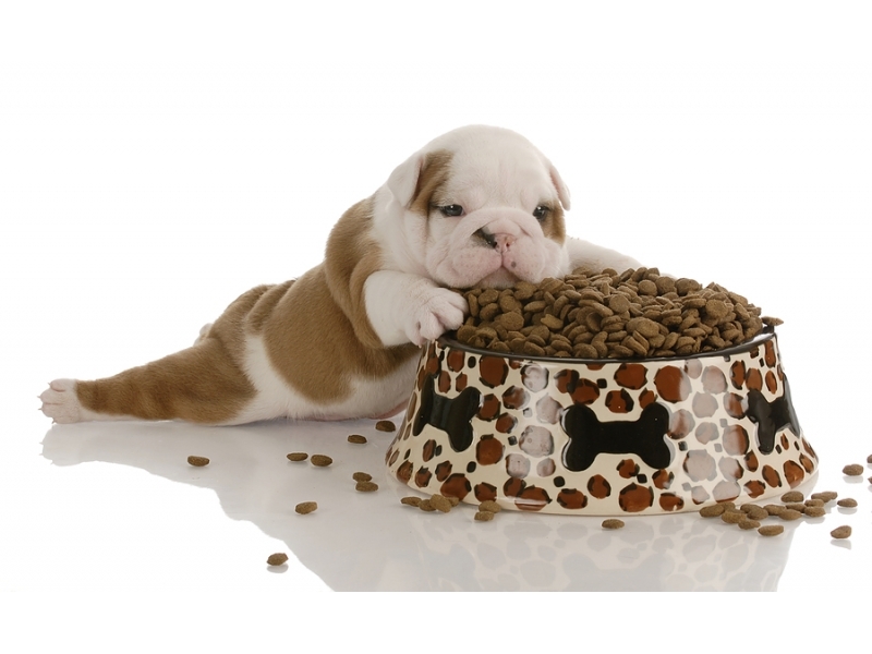 Pet Shop em Porto Alegre na Zona Oeste em Floresta RS