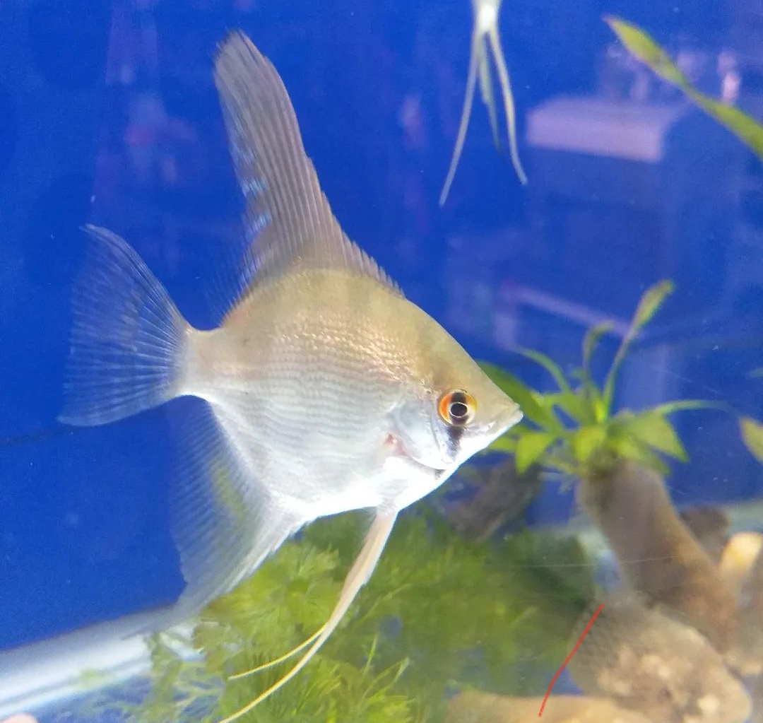 Aquários e peixes em araguaína. ATLÂNTIDA ACQUA PET