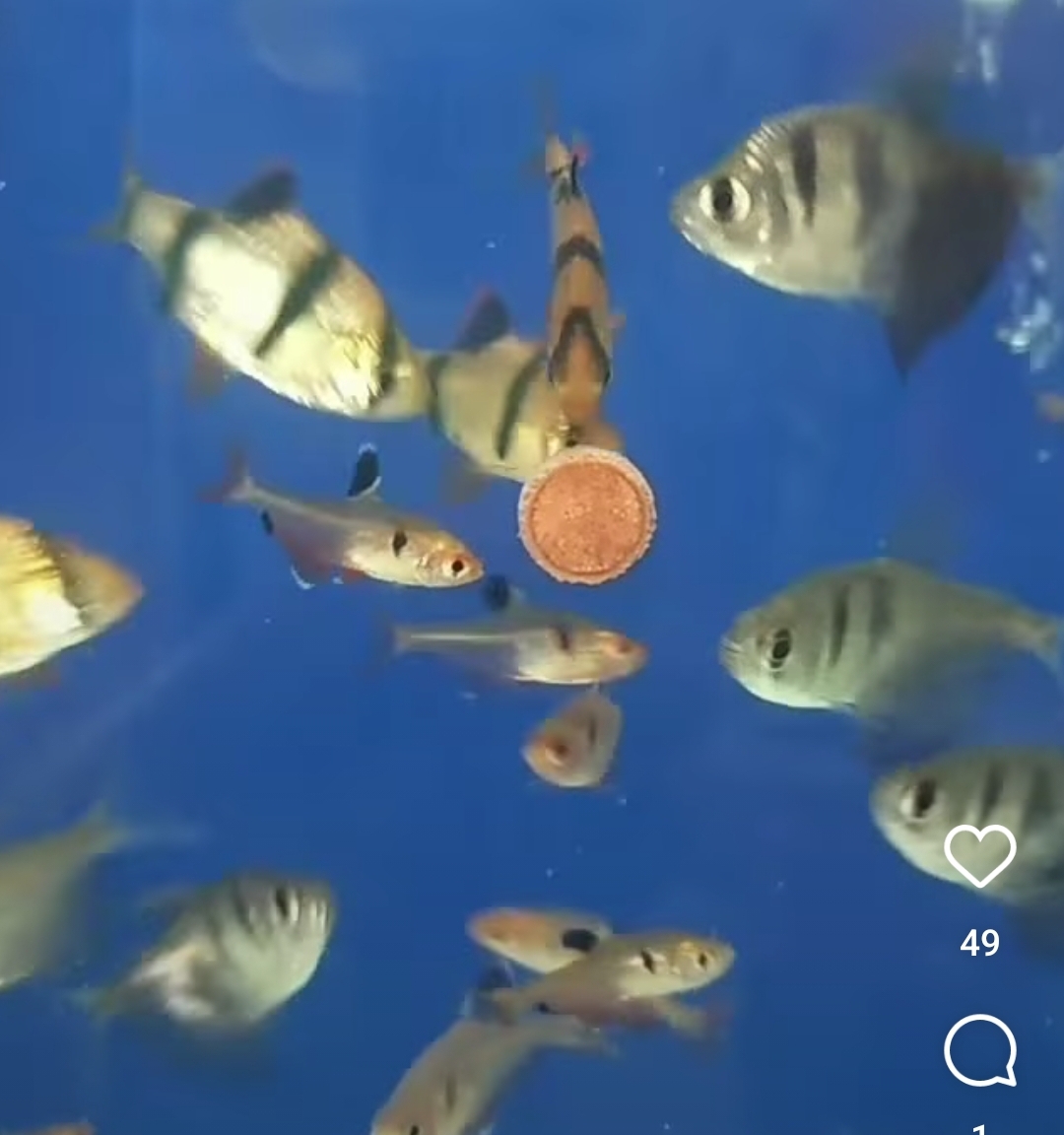 Aquários e peixes em araguaína. ATLÂNTIDA ACQUA PET