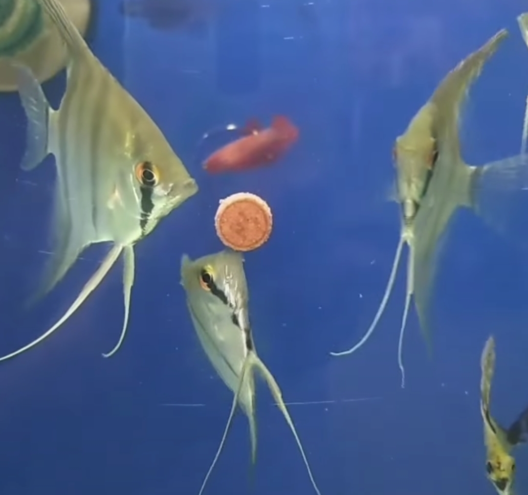 Aquários e peixes em araguaína. ATLÂNTIDA ACQUA PET