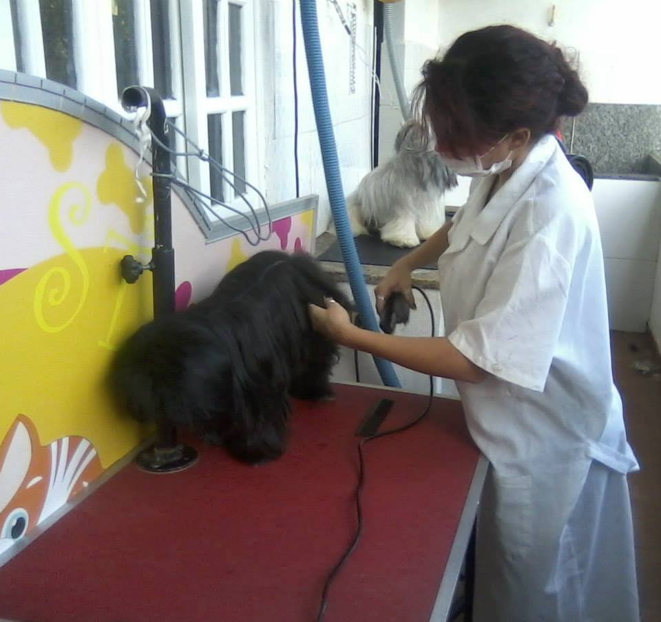 VETERINÁRIO 24 HORAS EM CASTELO - ES