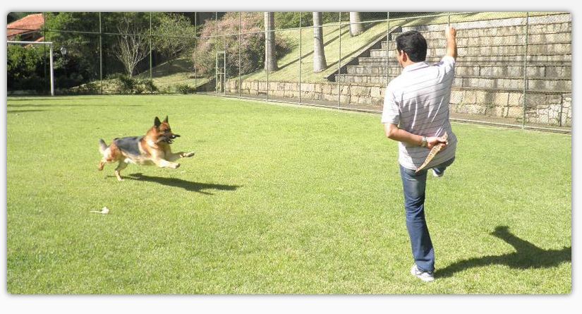 ADESTRAMENTO DE CÃES EM ITAIPAVA - RJ