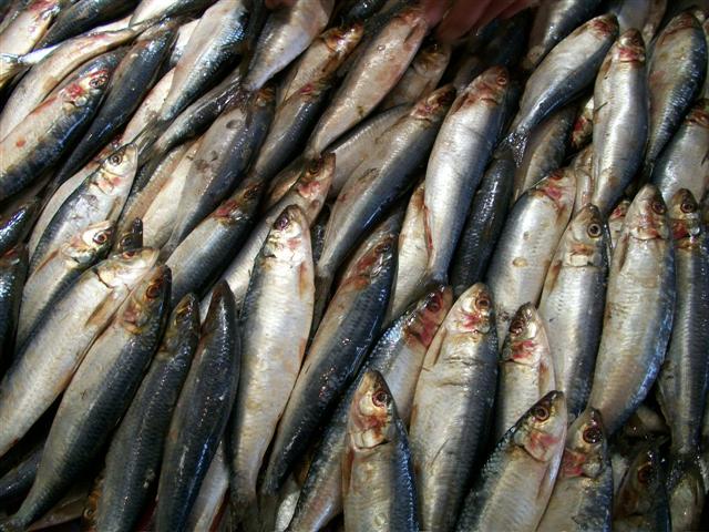 PEIXARIA EM MARICÁ - RJ