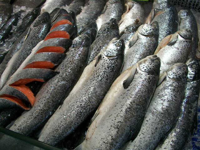 PEIXARIA EM MARICÁ - RJ