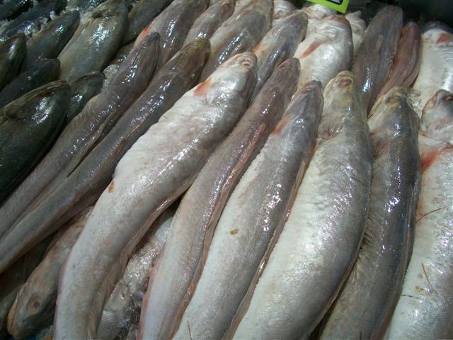 PEIXARIA EM MARICÁ - RJ