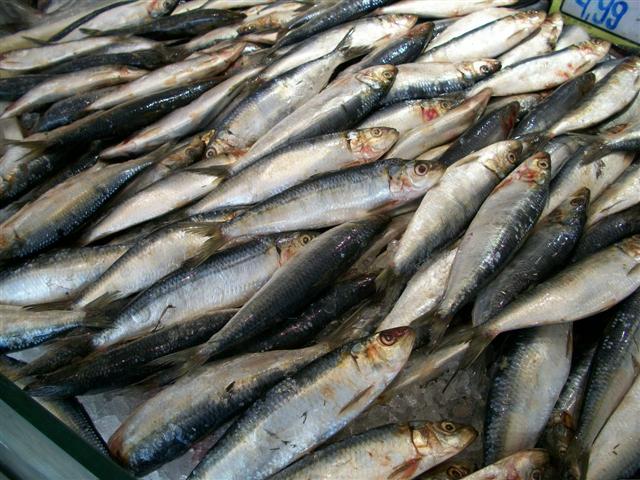 PEIXARIA EM MARICÁ - RJ