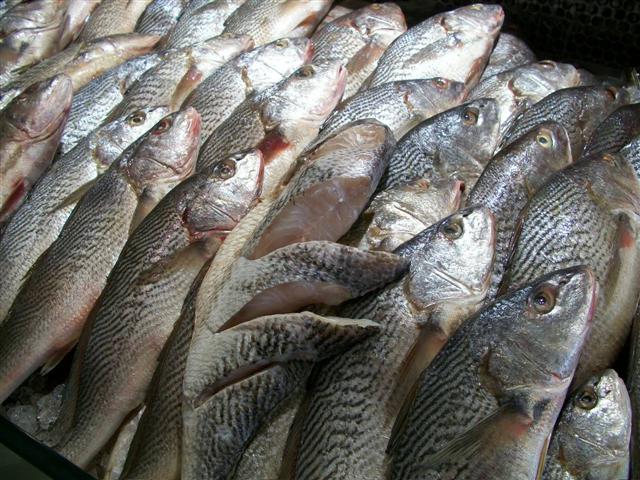 PEIXARIA EM MARICÁ - RJ