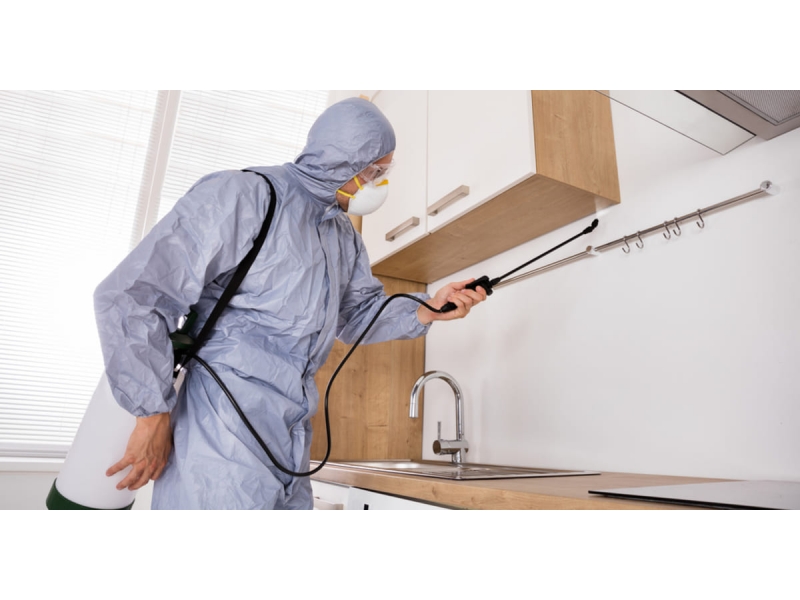 DEDETIZADORA EM PETRÓPOLIS - IMUNI SERRA - RJ