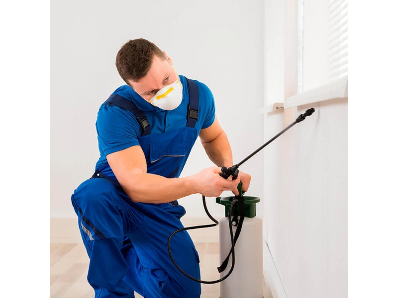 DEDETIZADORA EM PETRÓPOLIS - IMUNI SERRA - RJ