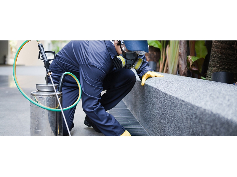 DEDETIZADORA EM PETRÓPOLIS - IMUNI SERRA - RJ