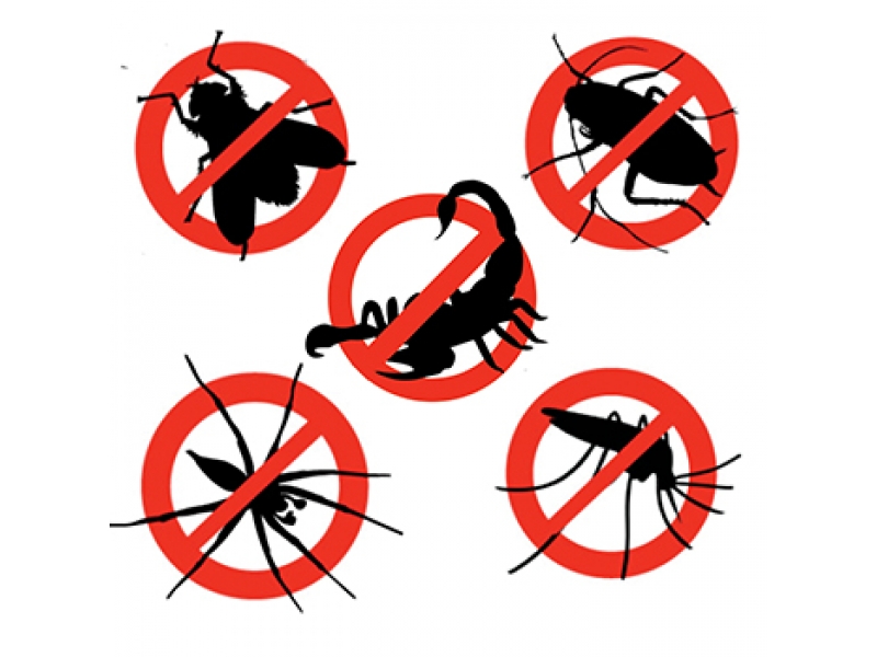 DEDETIZADORA EM PETRÓPOLIS - IMUNI SERRA - RJ