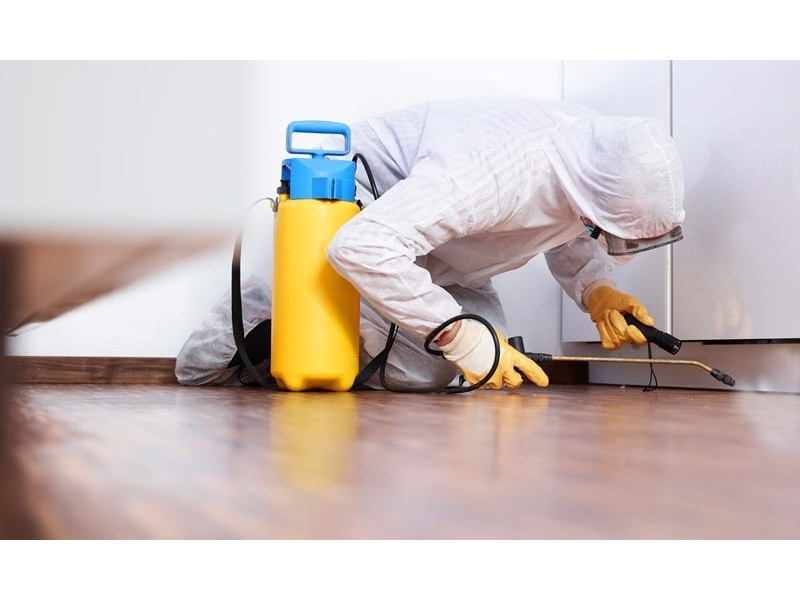 DEDETIZADORA EM PETRÓPOLIS - IMUNI SERRA - RJ