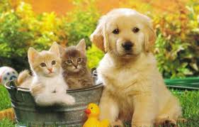 Clínica e Consultório veterinário
