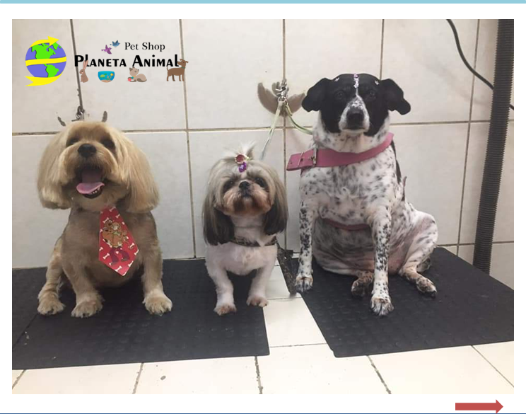 Pet Shop Em Santos Planeta Animal Santos pet-shop-em-santos-planeta-animal-santos